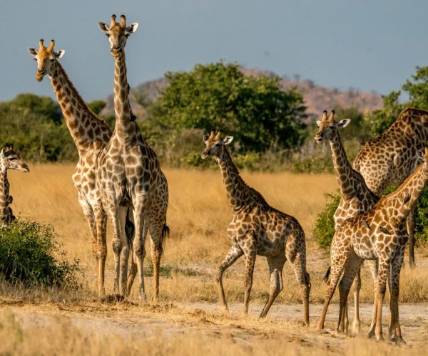 girrafe at tarangire