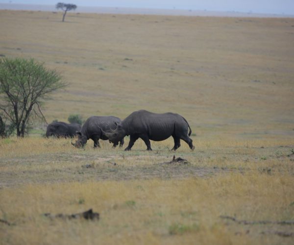 rhino at ngorongoro